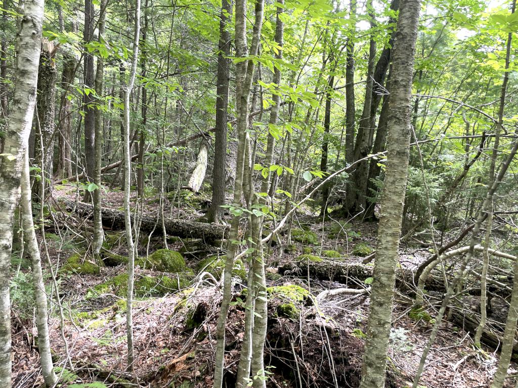 bushwhacking woods in August at Sulphur Hill in southwest NH