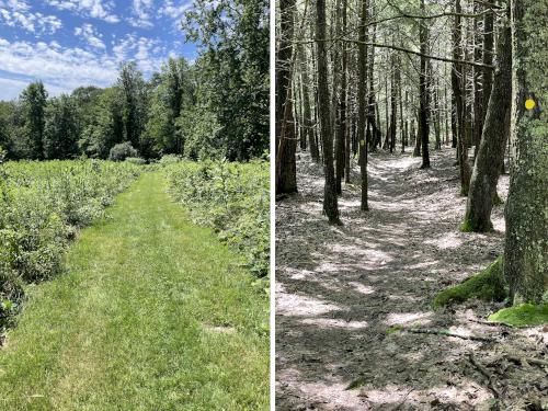 trails in July at Swift River Reservation in north central MA