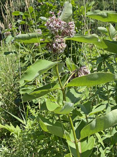 Common Milkweed (Asclepias syriaca) in July at Swift River Reservation in north central MA