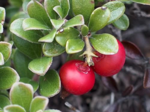 Mountain Cranberry (Vaccinium vitis-idaea) on Teneriffe Mountain in New Hampshire