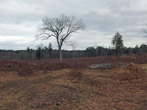 field at Terninko Boulder Loop Trail in New Hampshire