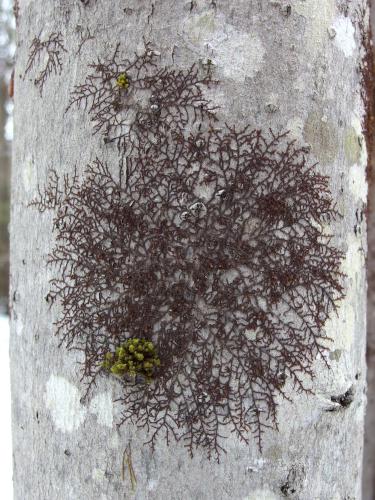 Lantern Moss at Terninko Boulder Loop Trail in New Hampshire