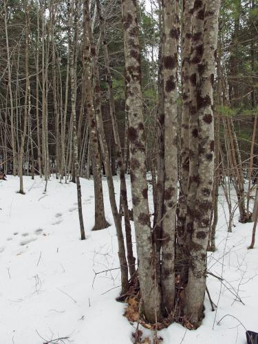 Lantern Moss at Terninko Boulder Loop Trail in New Hampshire