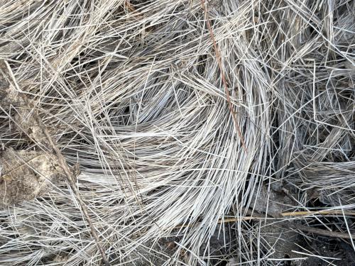 hair-like stuff in February on the trail at Timberlake Conservation Land near Westford in northeast MA