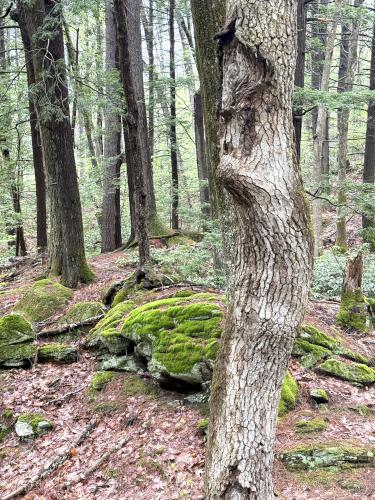 tree at Tucker Brook Town Forest in southern NH