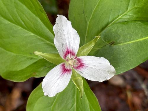 trillium in May at Tucker Brook Town Forest in southern NH