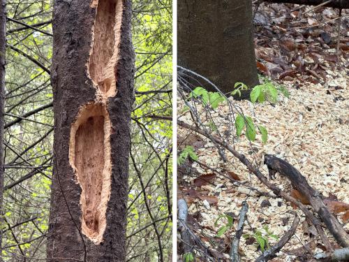 pecked tree at Tucker Brook Town Forest in southern NH
