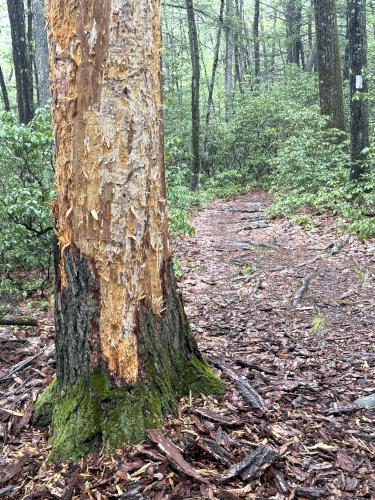 barkless tree at Tucker Brook Town Forest in southern NH