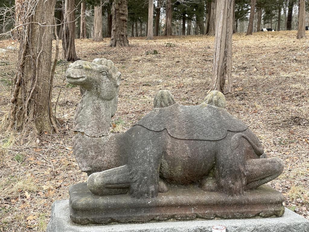 camel statue in March at Weir River Farm in eastern Massachusetts