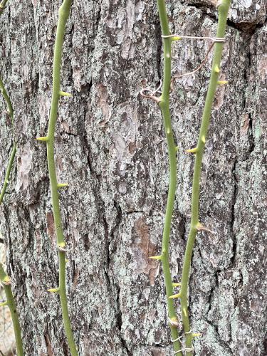 greenbriar in March growing up tree trunks at Turkey Hill and Weir River Farm in eastern Massachusetts