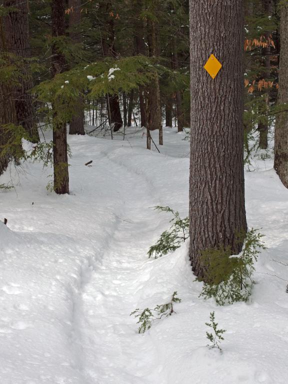 trail in February at Tuthill Woodlands Preserve in southern New Hampshire