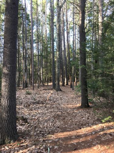 trail in April at Twin Bridge Park in southern New Hampshire