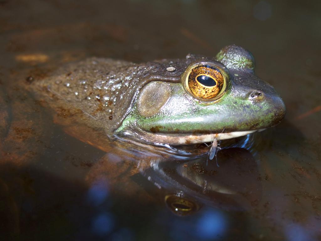 North American Bullfrog (Rana catesbeiana) and mosquito in August at Unkety Woods in northeastern Massachusetts