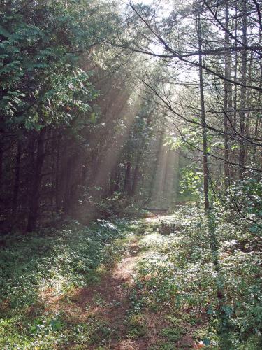 trail at Unkety Woods in northeastern Massachusetts