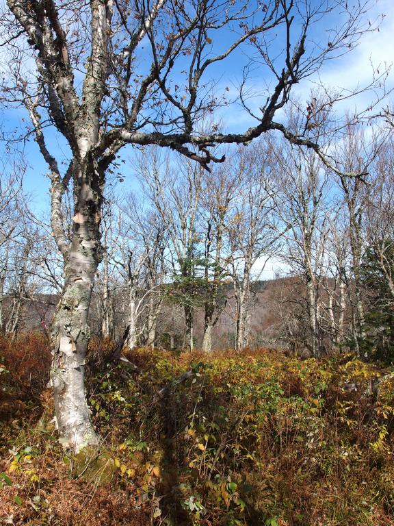 limited view in October from the summit of Van Dyck Mountain in New Hampshire