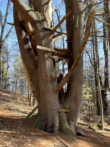 tree in February at Veterans Memorial Complex near Westford in northeast MA