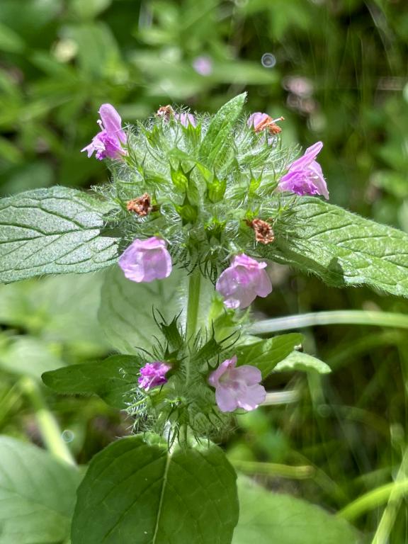 Wild Basil (Clinopodium vulgare) in June at Walkup Reservation in eastern MA