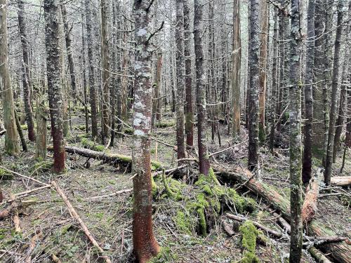 woods in June at Mount Waternomee in western New Hampshire