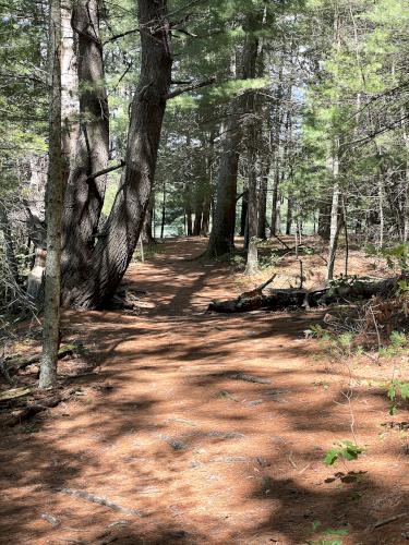 trail in June at Wayside Inn Historic Site in eastern MA