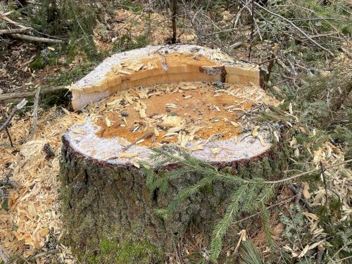 lumbering in April at Webb Forest in New Hampshire