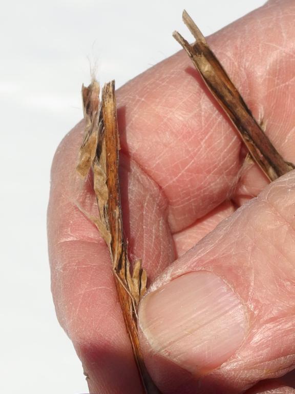 Common Catalpa (Catalpa bignonioides) seedpod in March at Welch Forest in southern New Hampshire