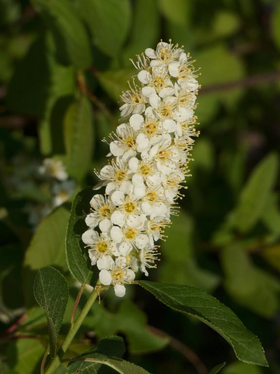 Choke Cherry (Prunus virginiana) in May at Wharton Plantation in northeast Massachusetts