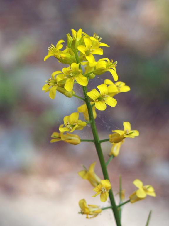 Common Wintercress (Barbarea vulgaris) in May at Wharton Plantation in northeast Massachusetts