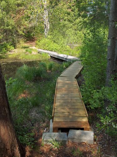 boardwalk in May at Wharton Plantation in northeast Massachusetts