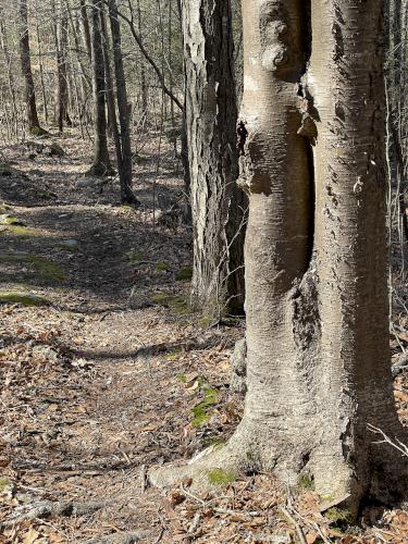 path in March at Whitney and Thayer Woods in eastern Massachusetts