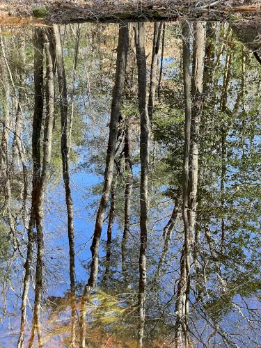 hike Whitney and Thayer Woods MA