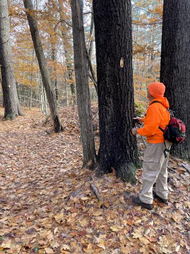 trail in October at Willard Mountain in New Hampshire