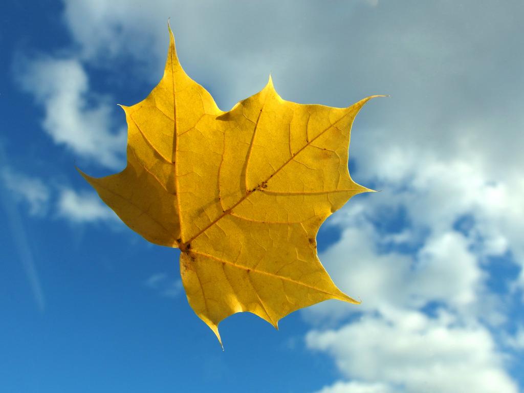 colorful leaf resting on Fred's car windshield in October at the carpool spot to hike Winn Mountain in New Hampshire