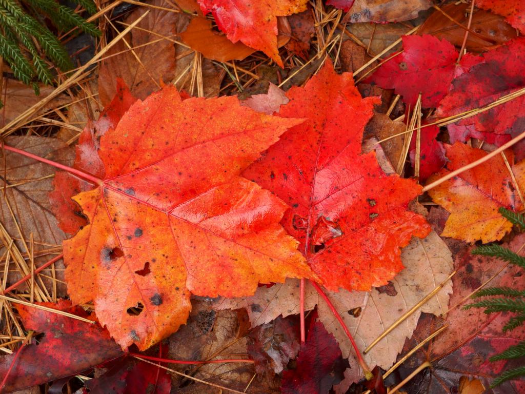 bright leaves in late October at Wolf Den Hill in Leominster State Forest MA