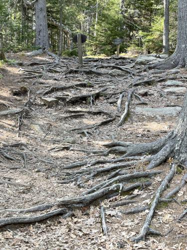 rooty trail in May at Wolfe's Neck Woods near Freeport in southern Maine