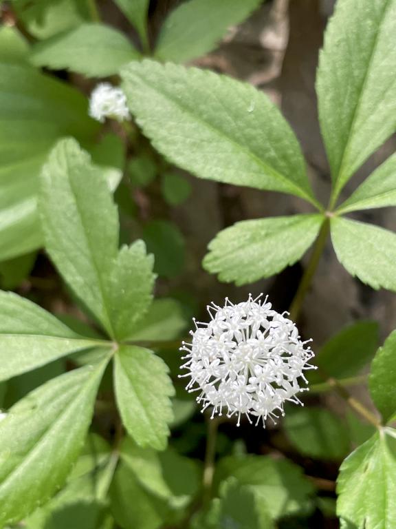 Dwarf Ginseng in May at Wolfe's Neck Woods near Freeport in southern Maine