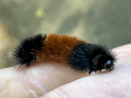 Woolly Bear