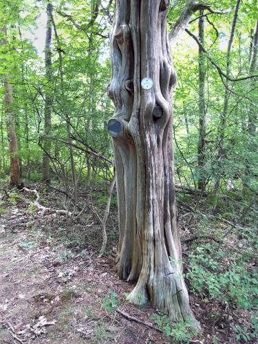 sculpted tree in September at Wright Reservation near Chelmsford in northeast MA