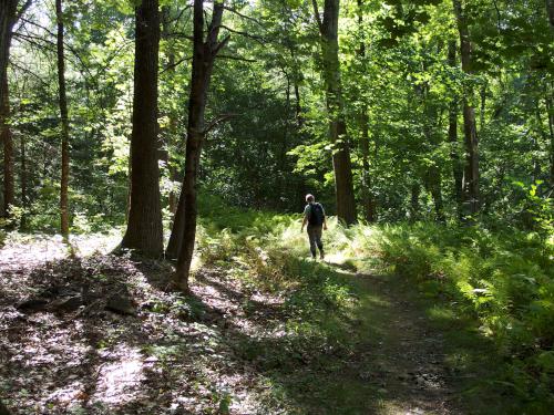 Andee in September hiking the trail at Wright Reservation near Chelmsford in northeast MA