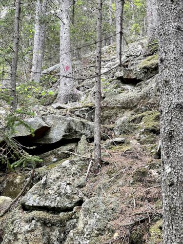 obscure trail in June at Young Mountain in New Hampshire