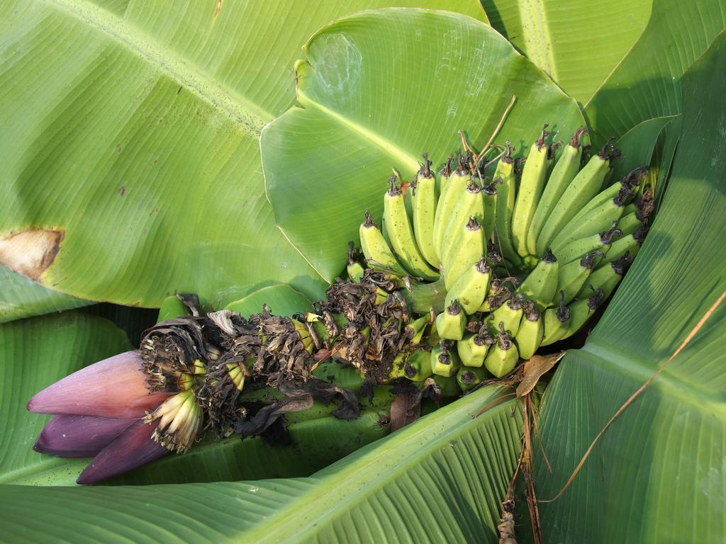 garden variety banana (Musa x 'Truly Tiny') in November at the Mercer Arboretum in Houston, Texas