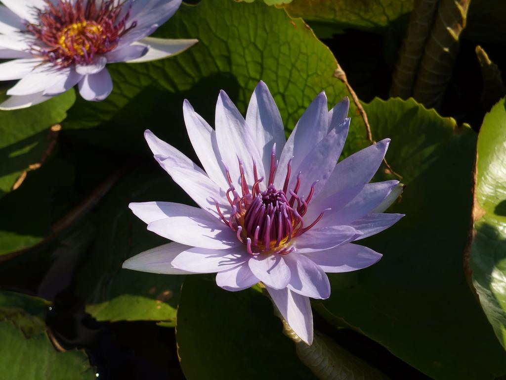 Water-lily in November at the Mercer Arboretum in Houston, Texas