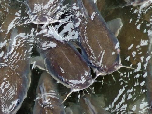 catfish looking for a handout at Kemah Boardwalk near Houston, Texas