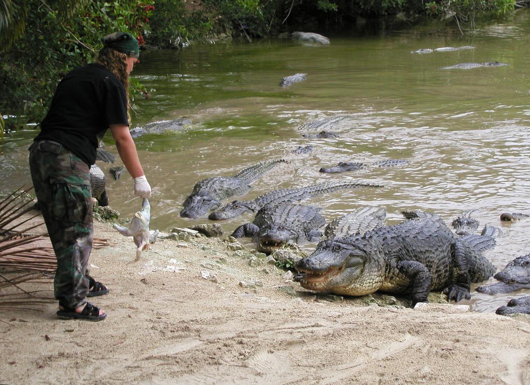 caretaker feeding alligators at Alligator Farm near Key West, Florida, in February 2002