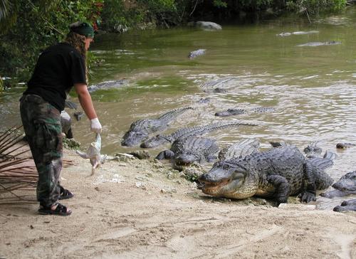 caretaker feeding alligators at Alligator Farm near Key West, Florida, in February 2002