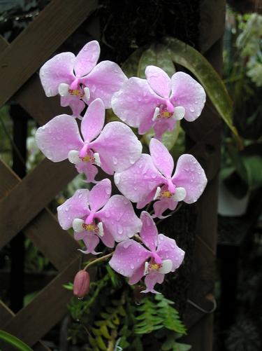 orchid at the Orchid Shop near Key West, Florida, in February 2002