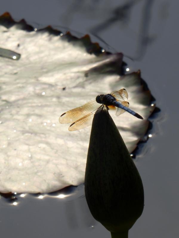 dragonfly perched on a waterlily bud in the Conservatory at Longwood Gardens in Pennsylvania