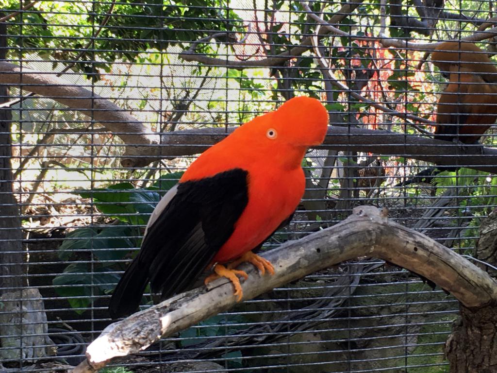 Andean Cock-of-the-Rock (Rupicola peruvianus) at San Diego Zoo in California