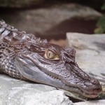 alligator