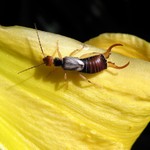 earwig