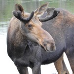 moose